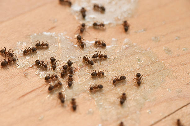 Best Local Pest Control Services  in Chase, PA