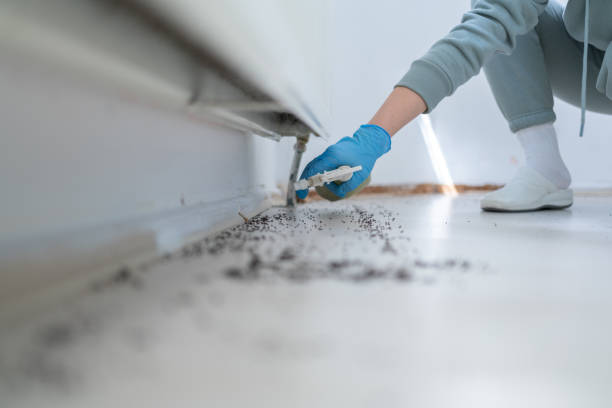 Insect Control in Chase, PA